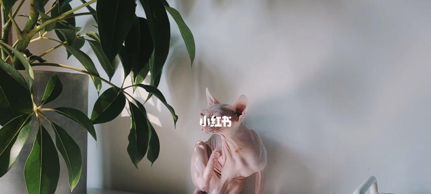 探索重生细胞的神奇之用——游戏《挠挠》挠挠作用介绍（重塑身体与心灵）