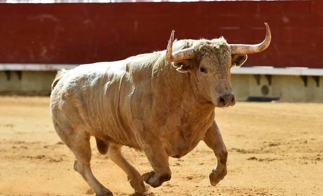 四人斗牛照片：记录、分享与解读