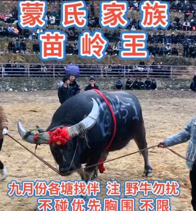 二人组斗牛视频大全：完整指南与精选集锦