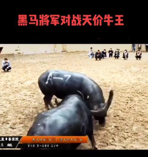 二人斗牛视频大全——赛场上激情与智慧的对决