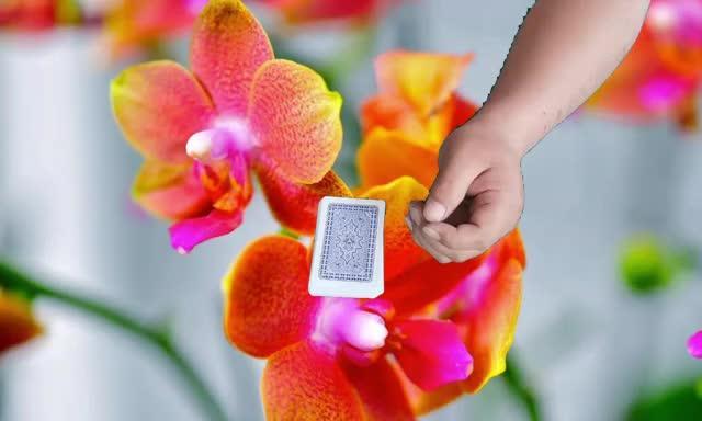 斗牛二人怎么才能稳赢？掌握哪些技巧可以提高胜率？