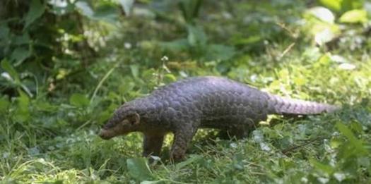 飞禽走兽属于什么生物？它们的分类和特点是什么？