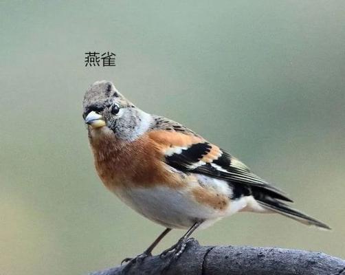 飞禽走兽难玩吗：深度剖析与操作指南