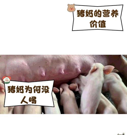 魔兽猪宝宝喂食需要注意什么？喂食有什么技巧？