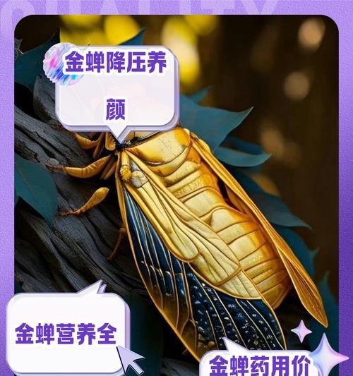 金蝉伤害最大化的方法是什么？
