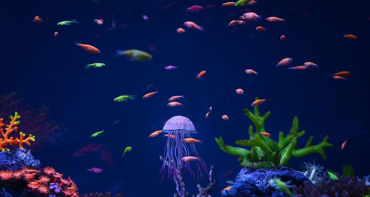 魔兽世界哪里水母鱼群较多？