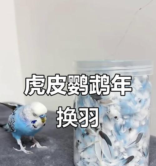 羽毛掉落率高的地方是哪里？如何快速收集？